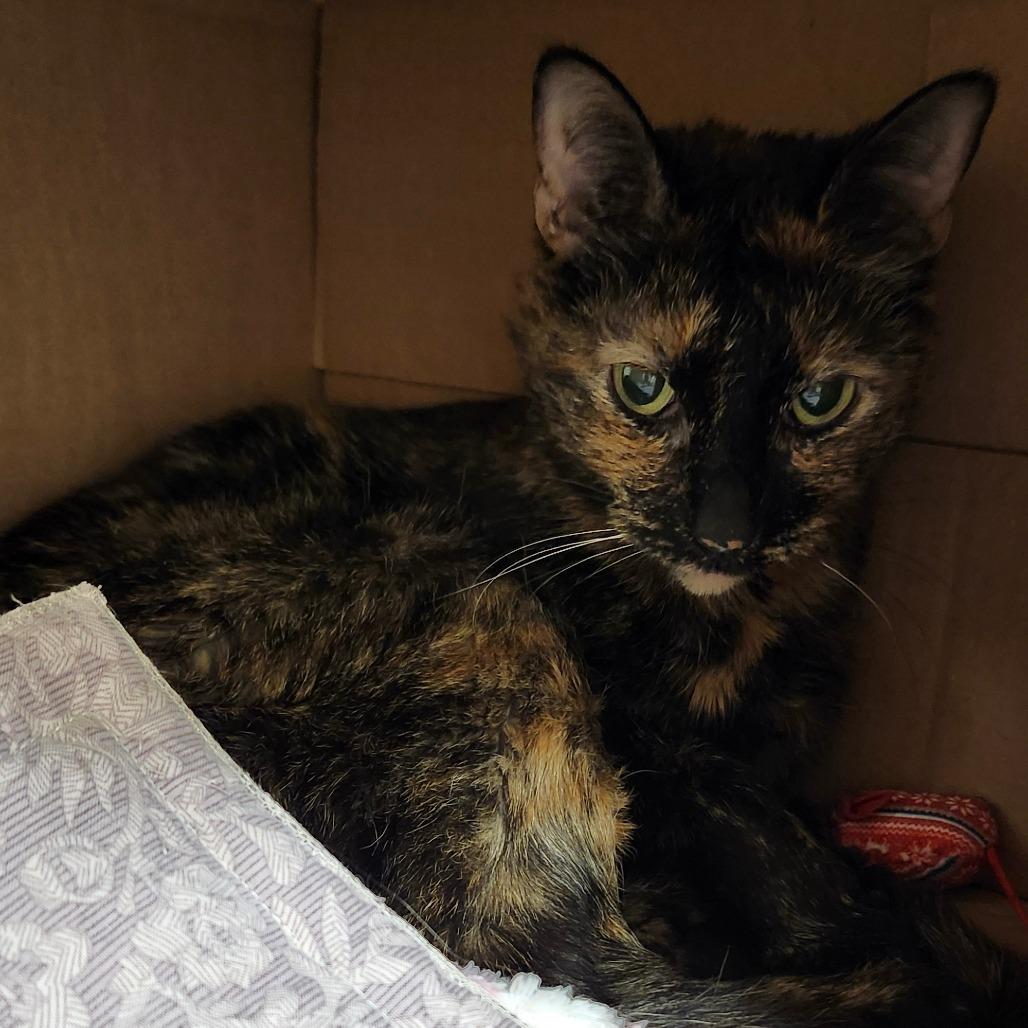 Enlarge Felicity, a Adoptable Domestic Short Hair in Ballston Spa, NY image 3/6