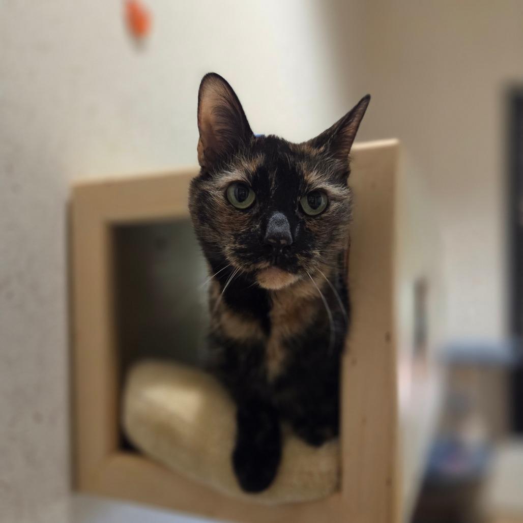 Enlarge Felicity, a Adoptable Domestic Short Hair in Ballston Spa, NY image 4/6