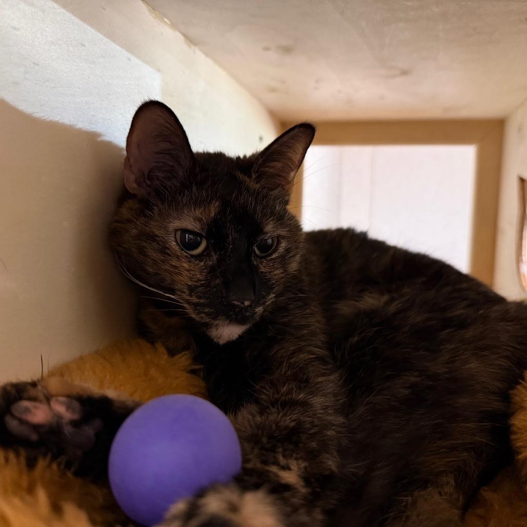 Enlarge Felicity, a Adoptable Domestic Short Hair in Ballston Spa, NY image 5/6
