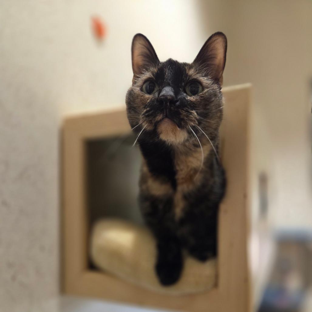 Enlarge Felicity, a Adoptable Domestic Short Hair in Ballston Spa, NY image 6/6