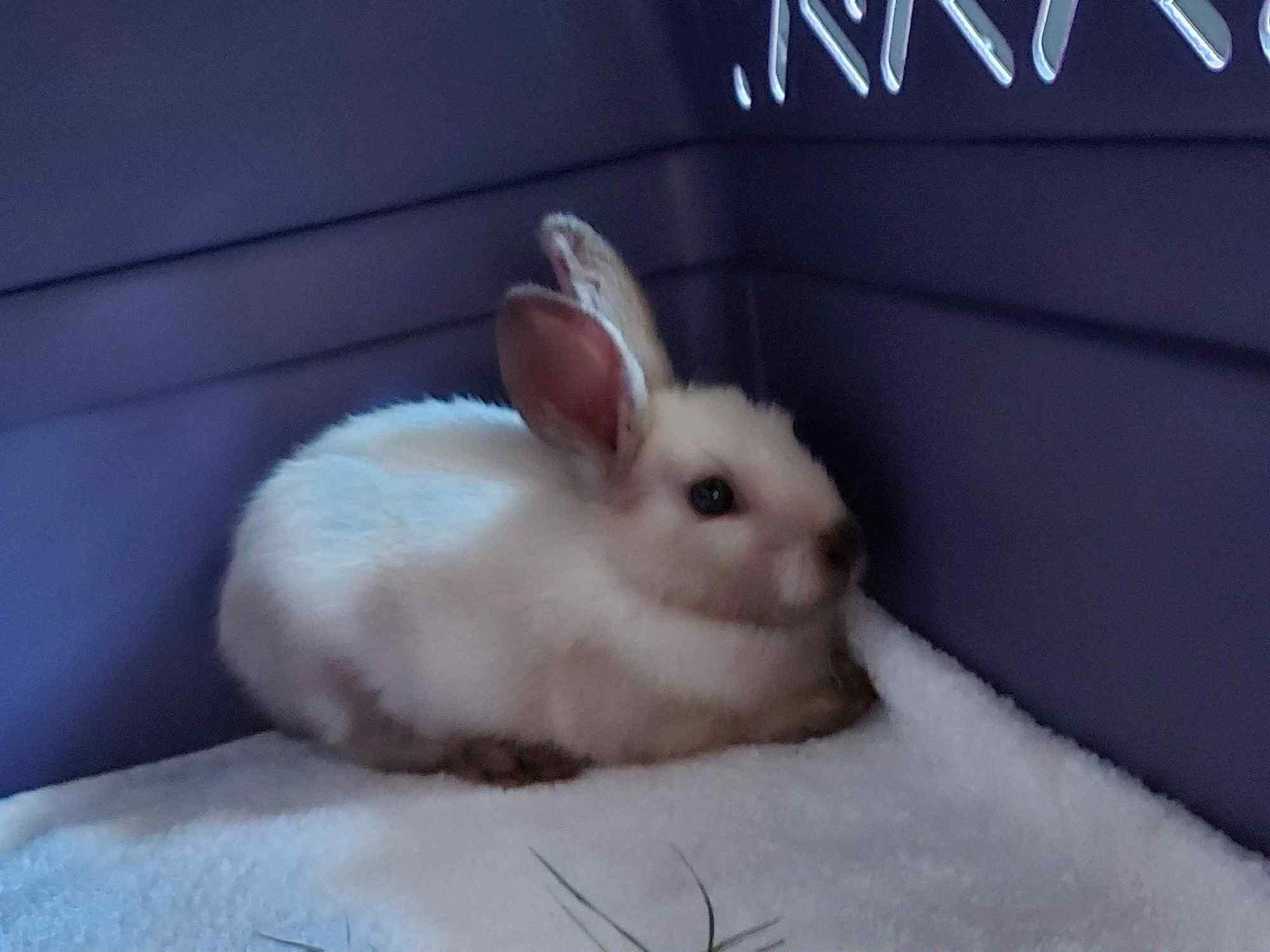 Maru, Adopted, Young Male Bunny Rabbit.