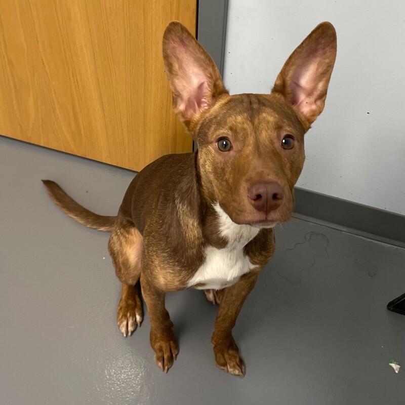 Thor, Adoptable, Young Male Basenji & Mixed Breed.