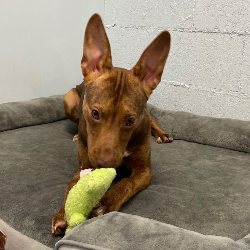 Thor, a Adoptable mixed breed in Roanoke, VA image 2/6