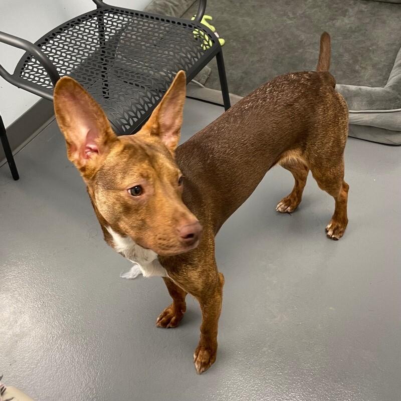 Thor, a Adoptable mixed breed in Roanoke, VA image 4/6