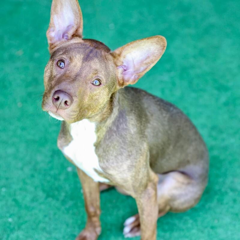 Thor, a Adoptable mixed breed in Roanoke, VA image 5/6
