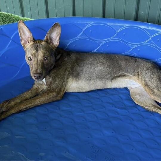 Thor, a Adoptable mixed breed in Roanoke, VA image 6/6