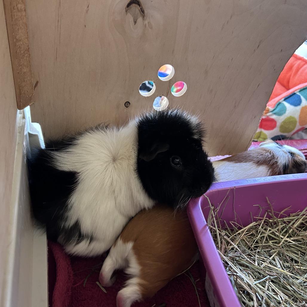 Lottie, Adoptable, Adult Female Guinea Pig & Guinea Pig.
