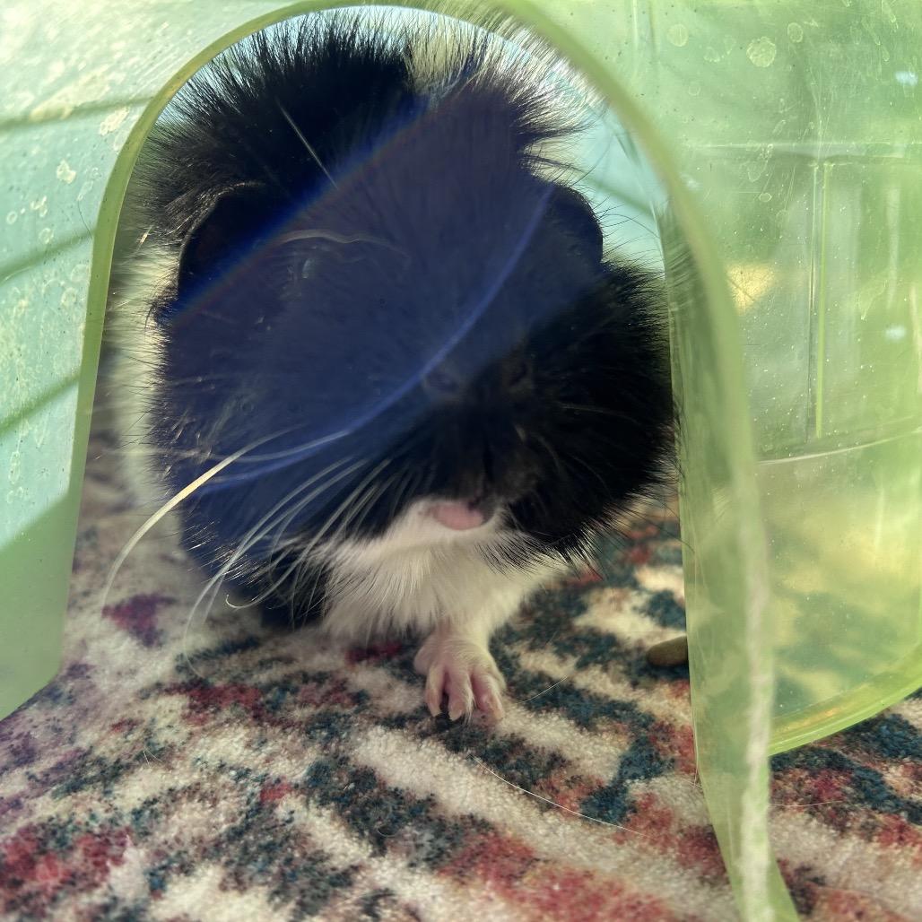 Enlarge Lottie, a Adoptable mixed breed in Bedford, NH image 2/2