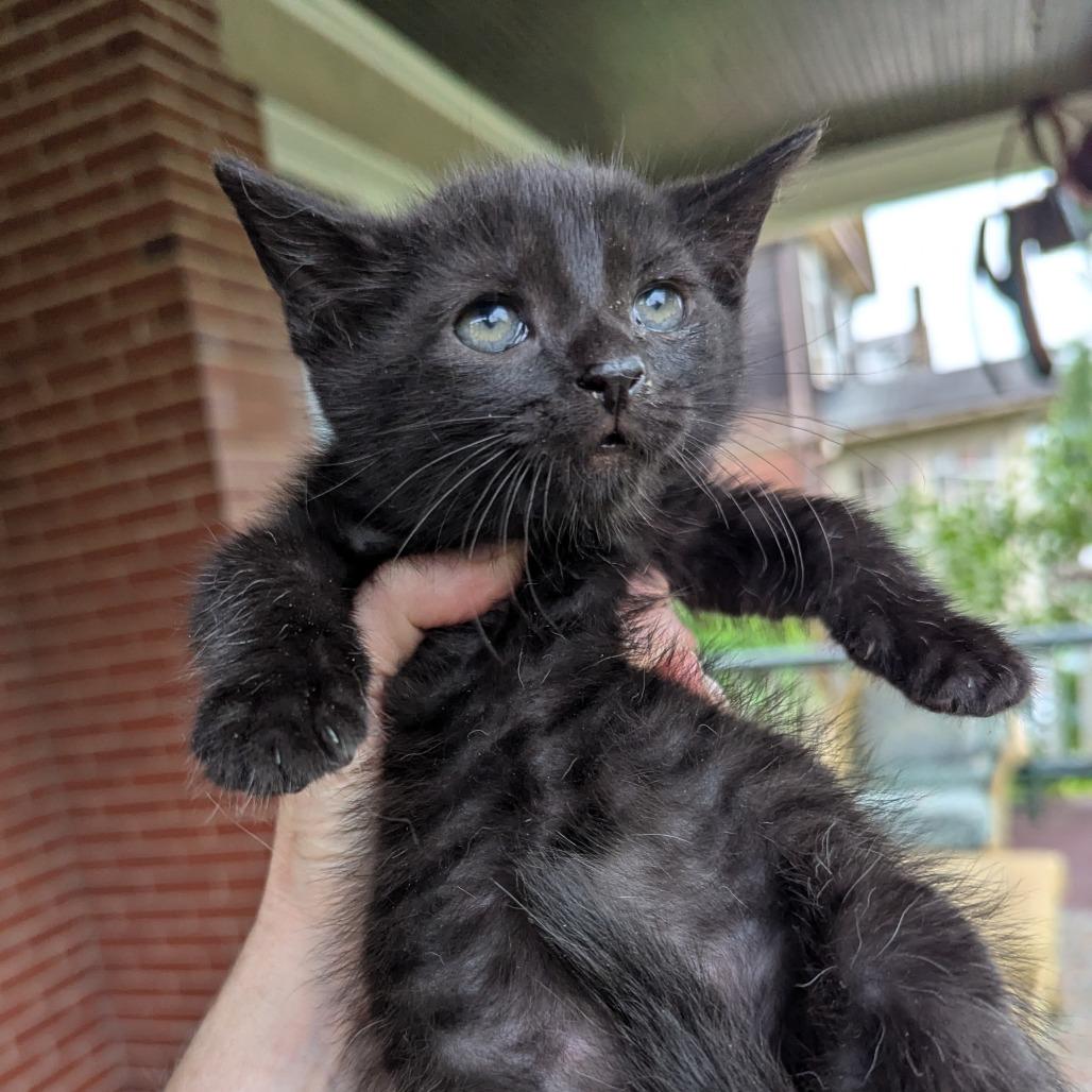 Enlarge Sparrow, a Adoptable Domestic Short Hair in Johnstown, PA image 1/3