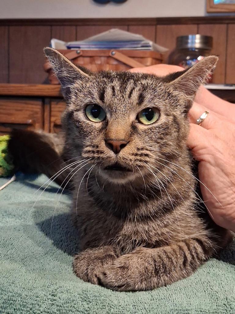 Ruby, Adoptable, Young Female Domestic Medium Hair.