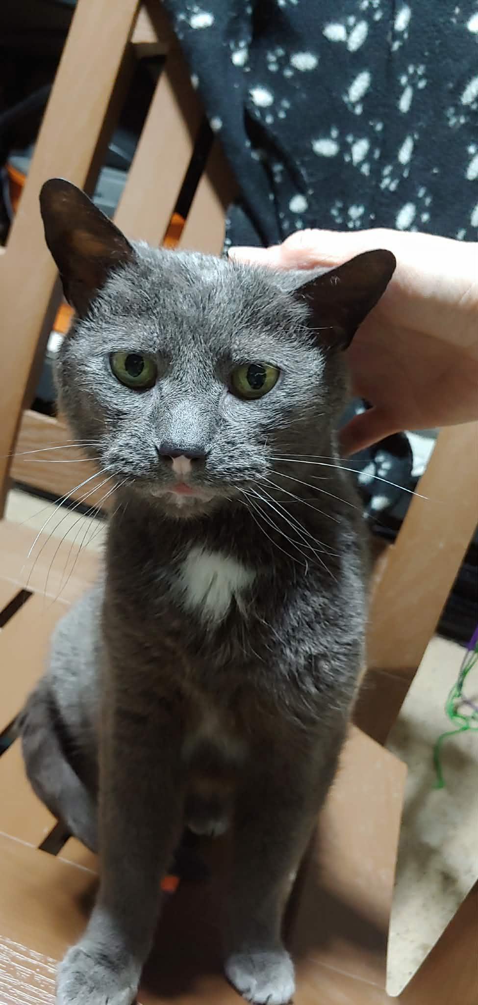 Floyd, a ADOPTABLE Domestic Short Hair in Hamilton, ON image 1/5