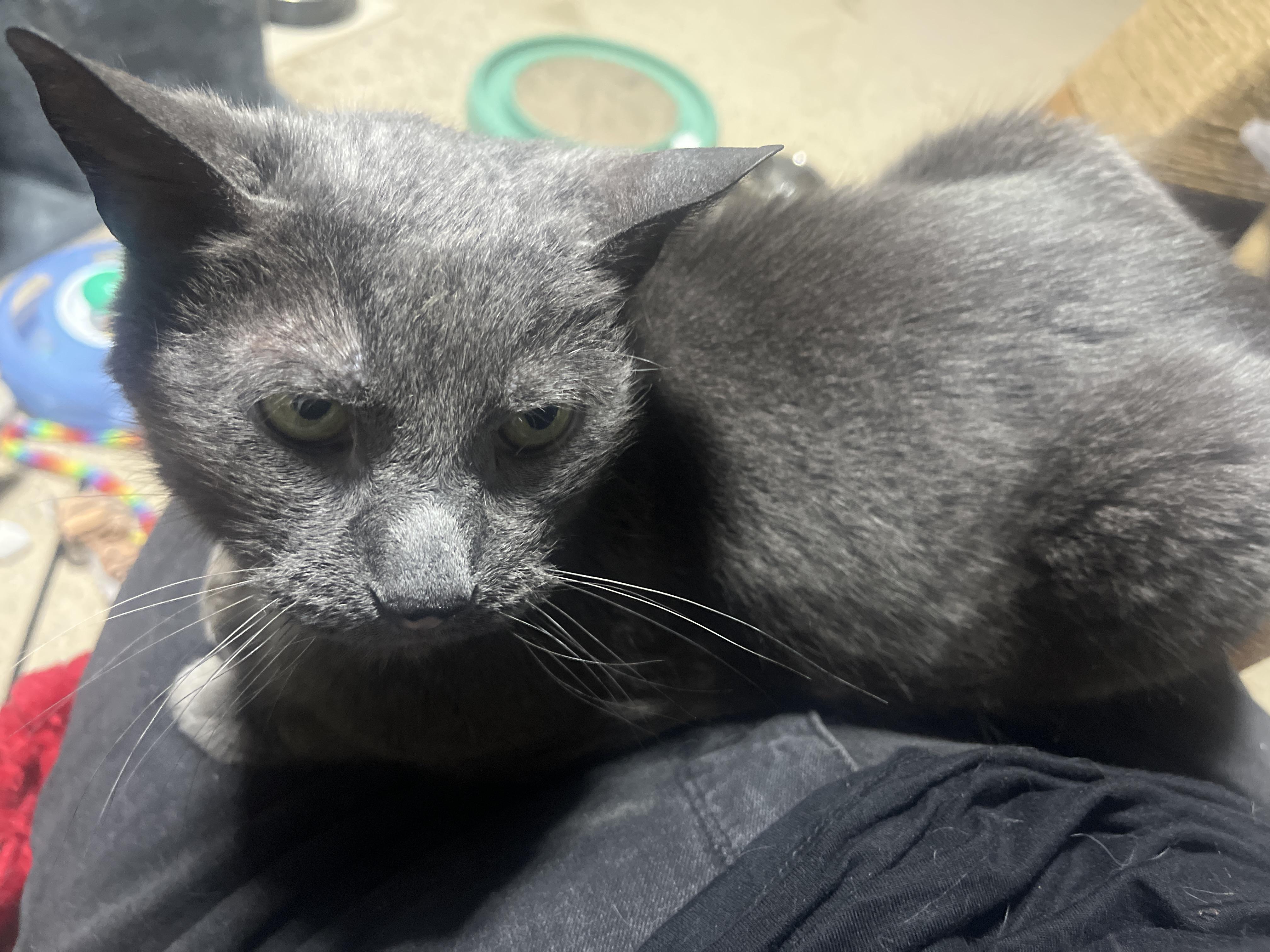 Floyd, a ADOPTABLE Domestic Short Hair in Hamilton, ON image 5/5