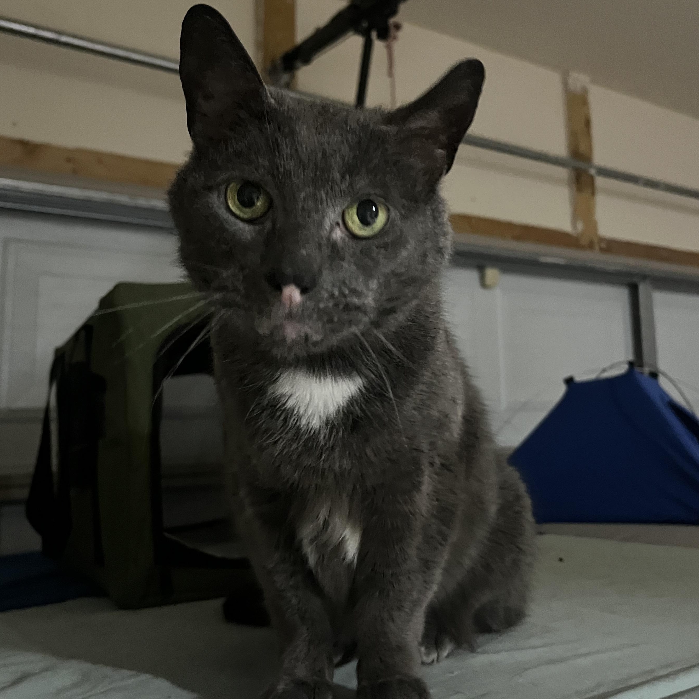 Floyd, a ADOPTABLE Domestic Short Hair in Hamilton, ON image 4/5