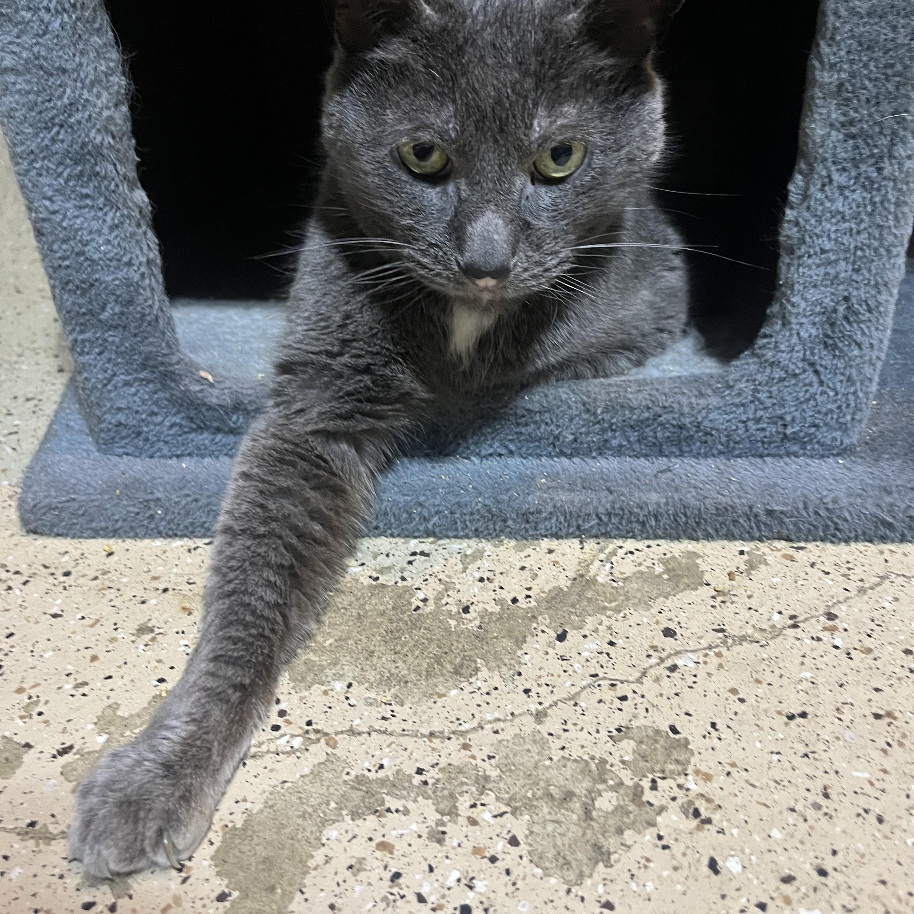 Floyd, a ADOPTABLE Domestic Short Hair in Hamilton, ON image 3/5