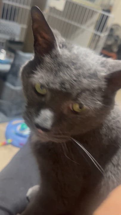 Enlarge Floyd, a ADOPTABLE Domestic Short Hair in Hamilton, ON video 2/5
