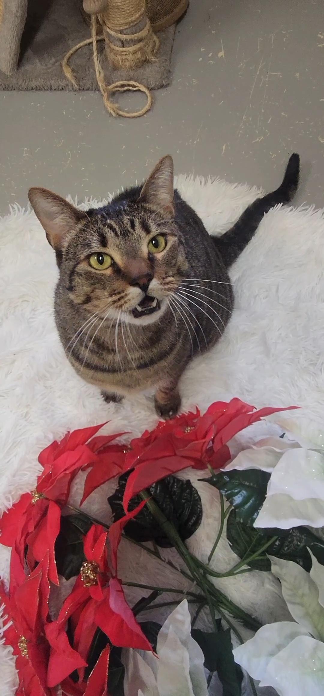 Enlarge Tuna, a ADOPTABLE Domestic Short Hair in Jacksonville, OR image 1/4