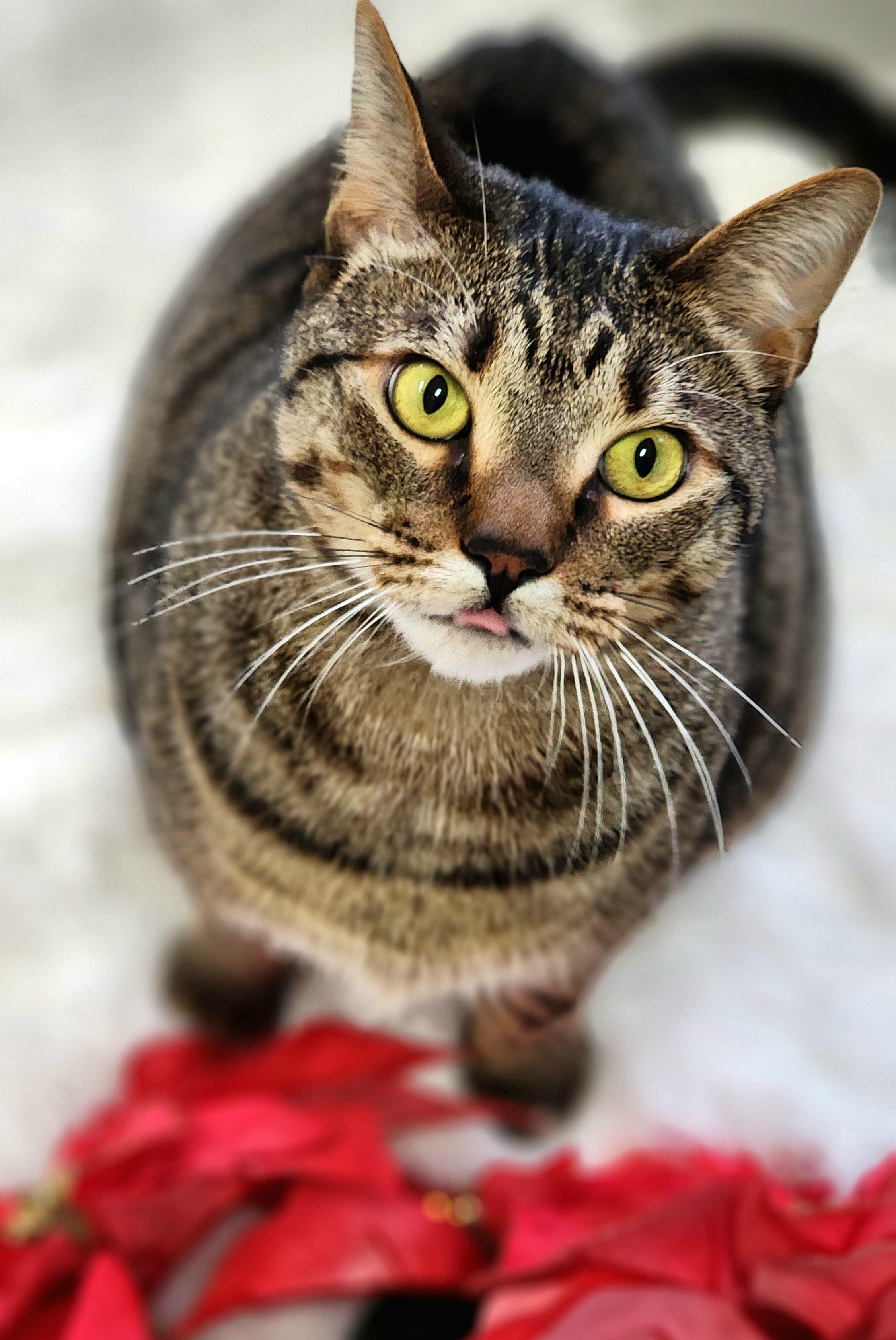 Enlarge Tuna, a ADOPTABLE Domestic Short Hair in Jacksonville, OR image 2/4