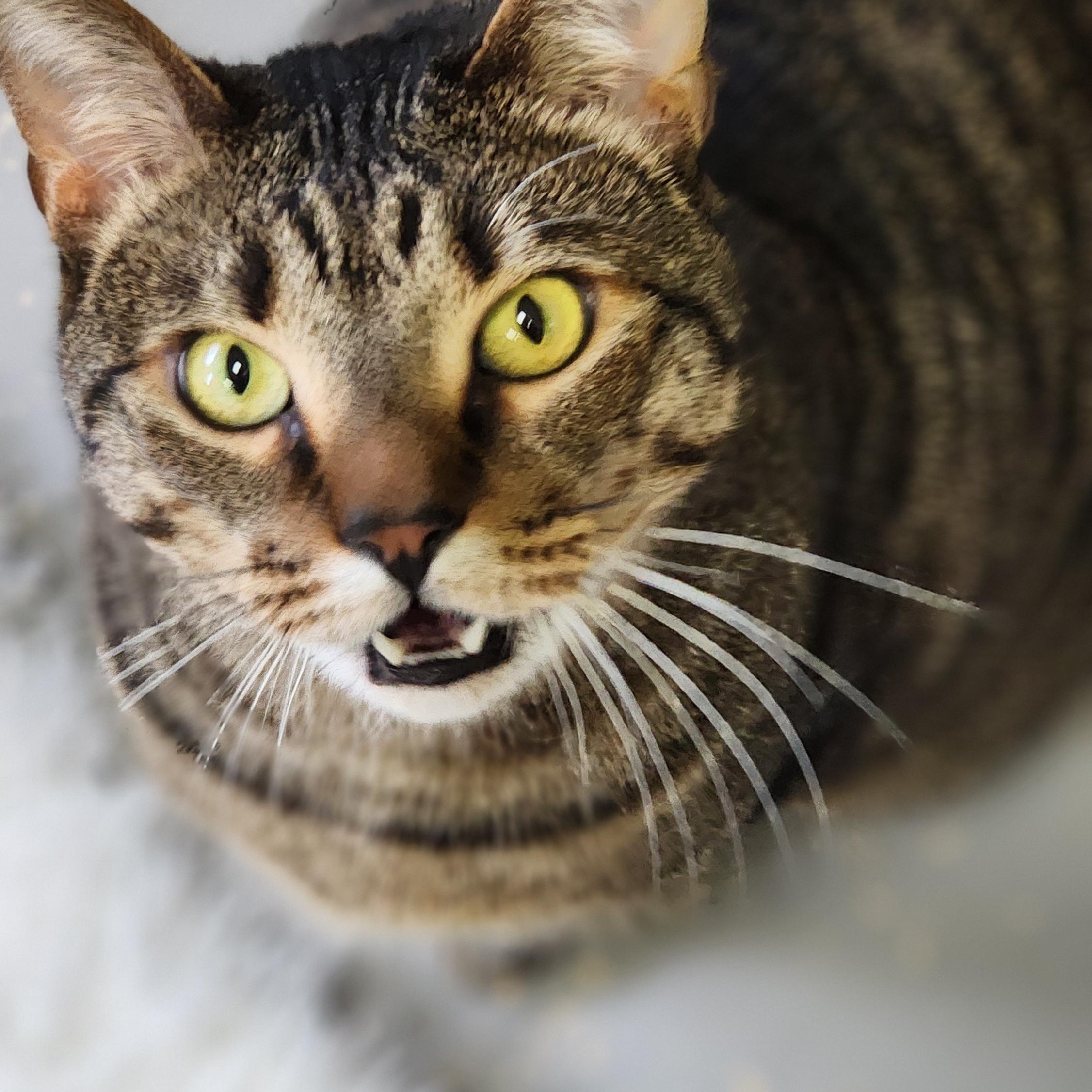 Enlarge Tuna, a ADOPTABLE Domestic Short Hair in Jacksonville, OR image 3/4