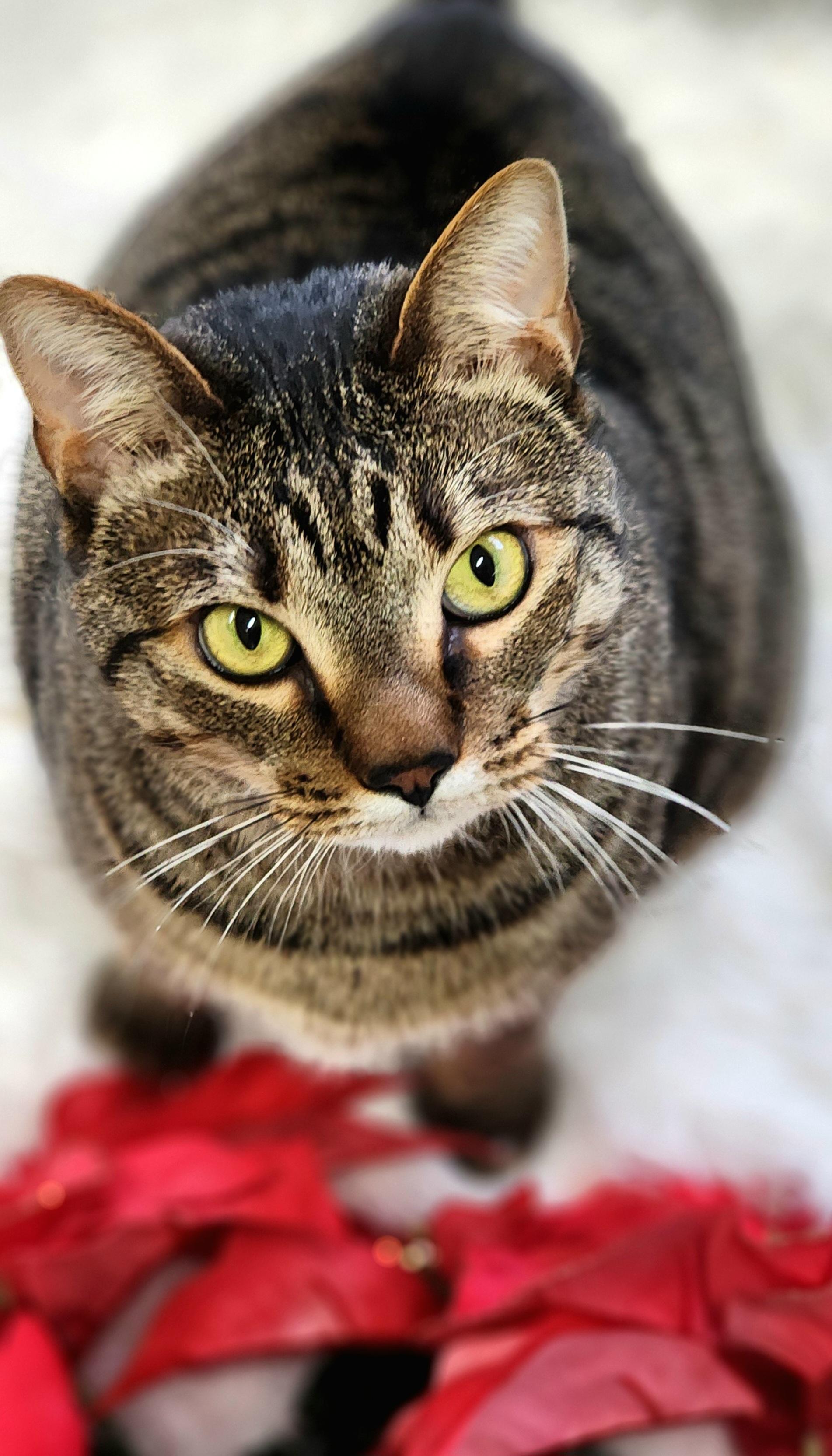 Enlarge Tuna, a ADOPTABLE Domestic Short Hair in Jacksonville, OR image 4/4