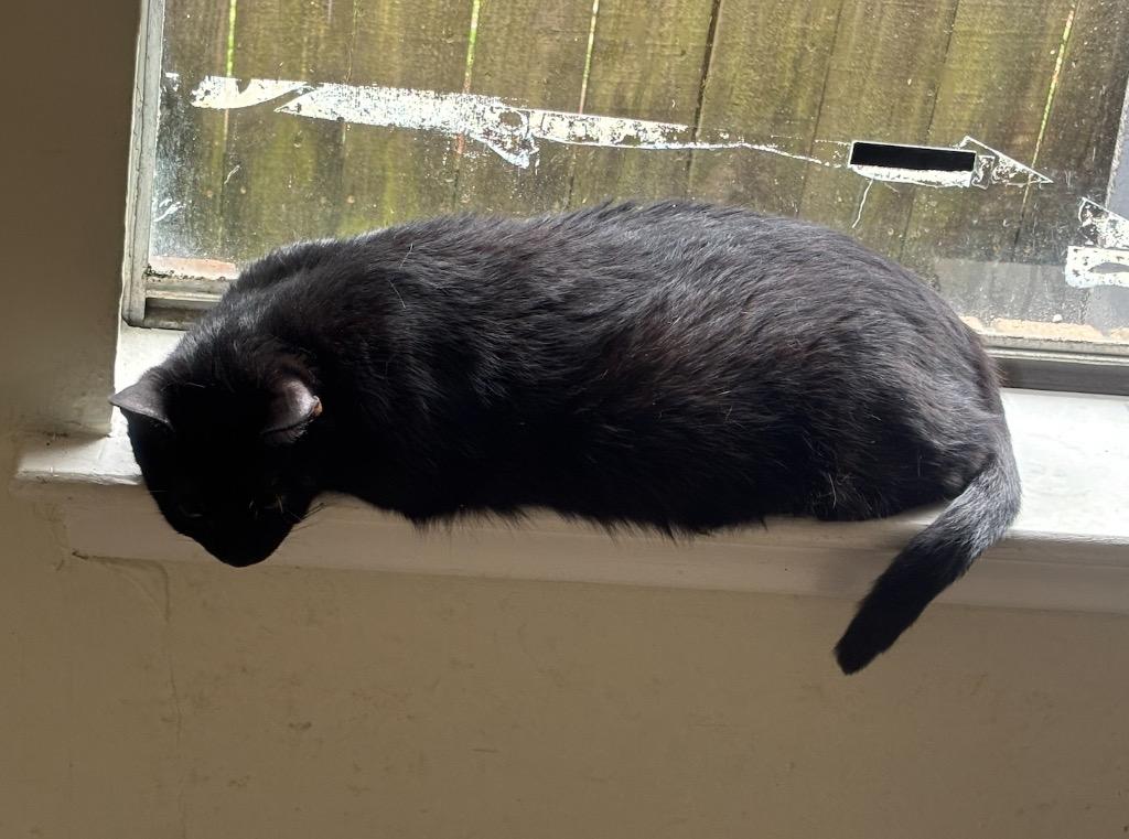 Pantera, Adoptable, Adult Female Domestic Short Hair.