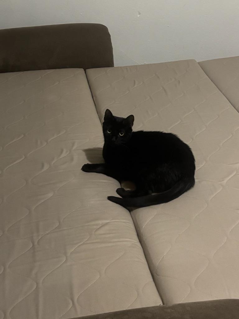 Pantera, a Adoptable mixed breed in New Orleans, LA image 2/6