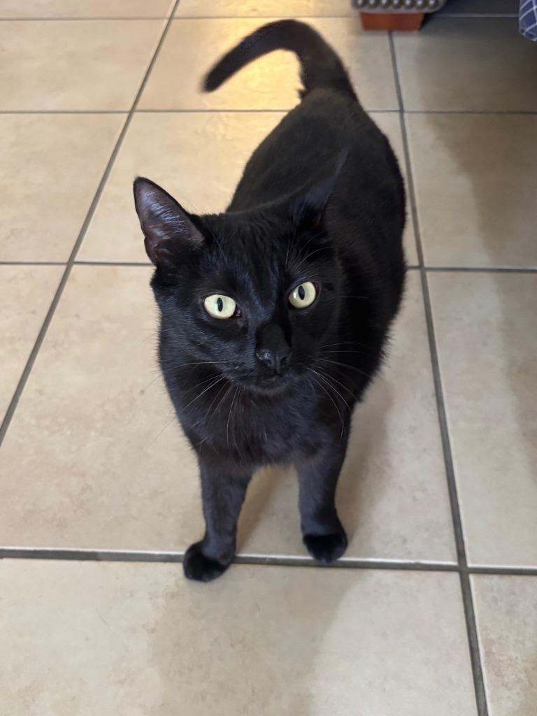 Pantera, Adoptable, Adult Female Domestic Short Hair.