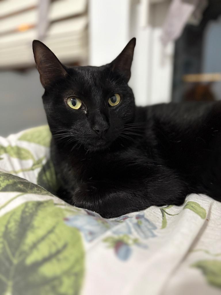 Enlarge Pantera, a Adoptable mixed breed in New Orleans, LA image 1/6