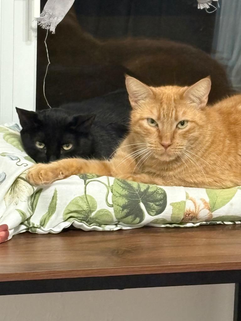 Enlarge Pantera, a Adoptable mixed breed in New Orleans, LA image 3/6