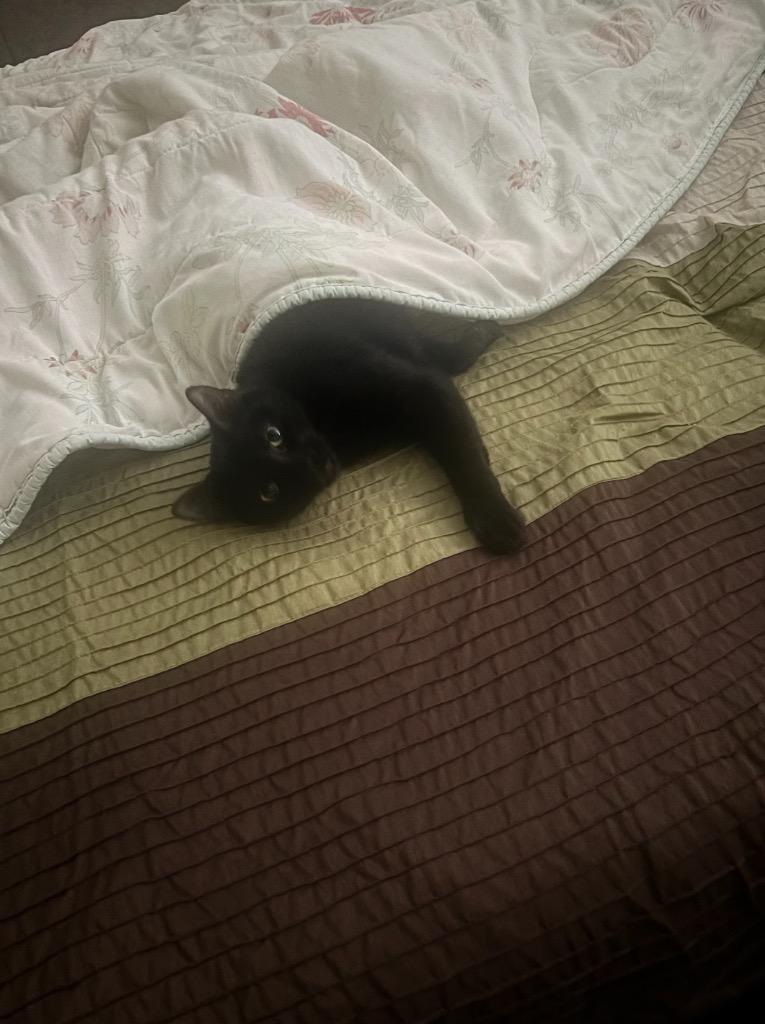 Pantera, a Adoptable mixed breed in New Orleans, LA image 4/6