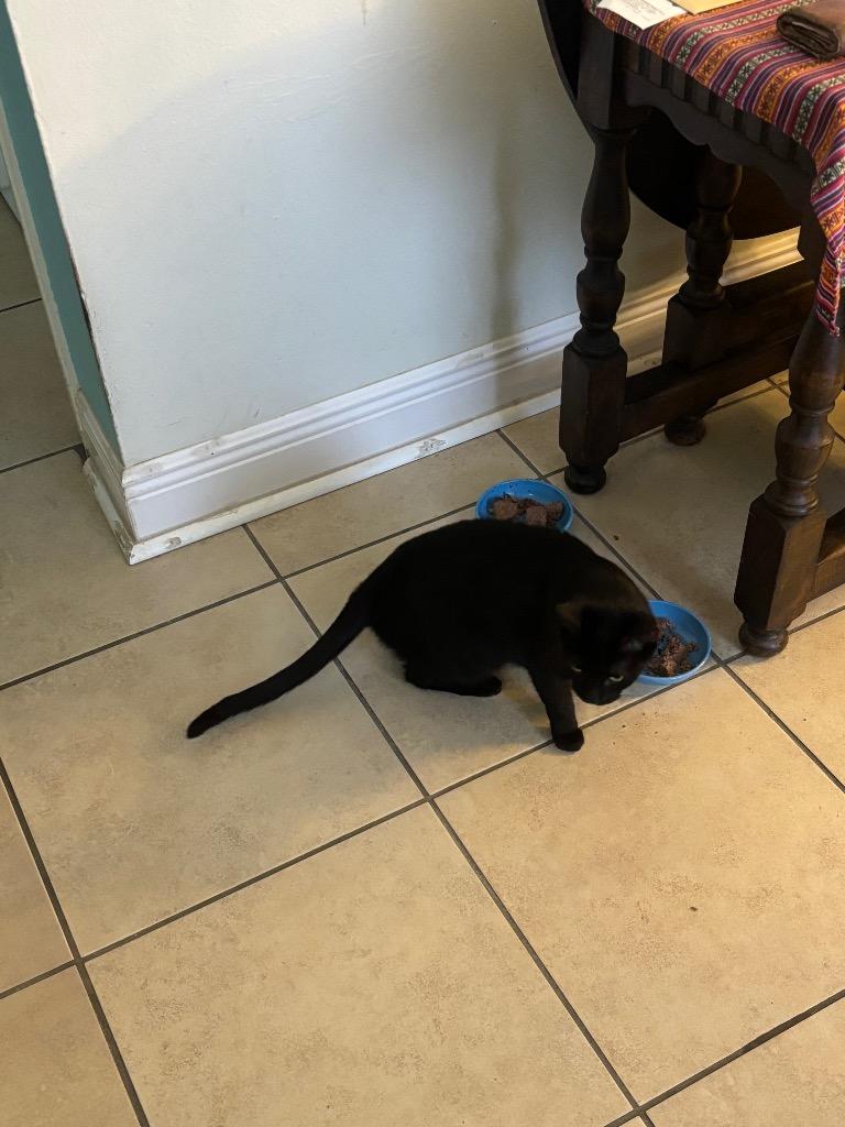 Pantera, a Adoptable mixed breed in New Orleans, LA image 5/6