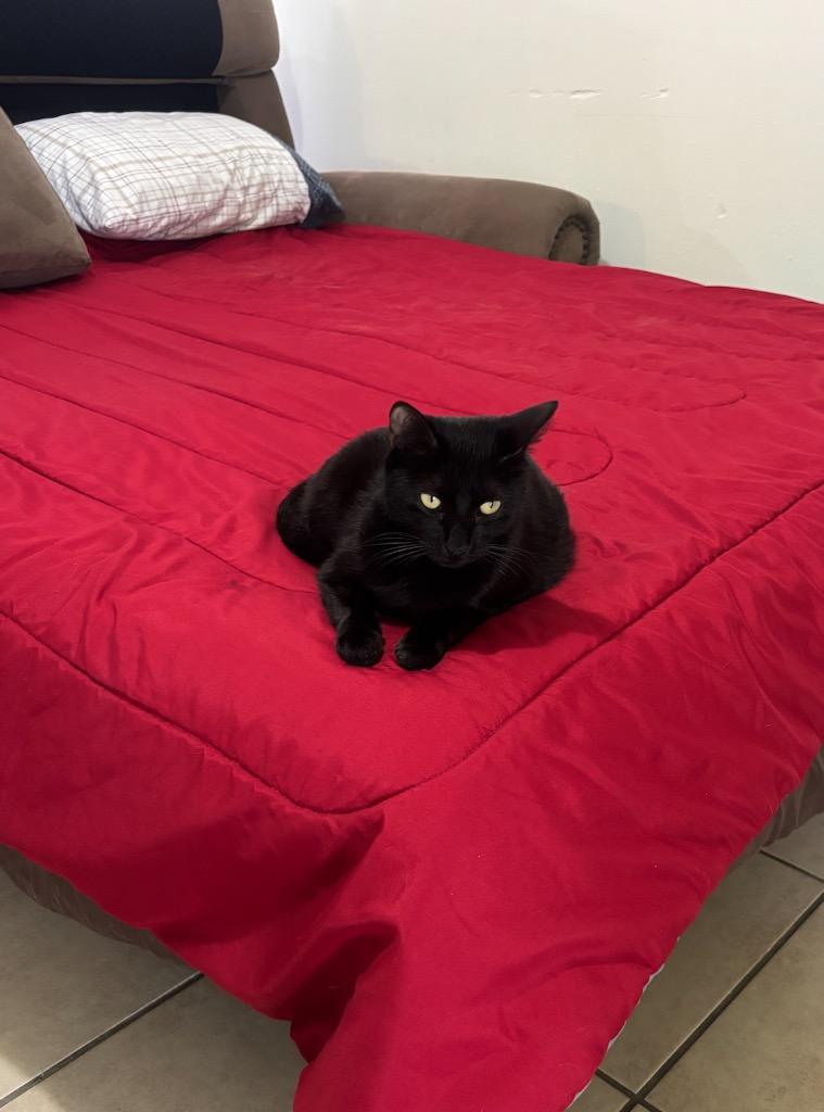 Pantera, a Adoptable mixed breed in New Orleans, LA image 6/6