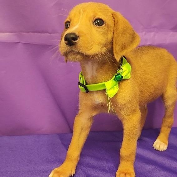 Rook, Adoptable, Puppy Male Hound.