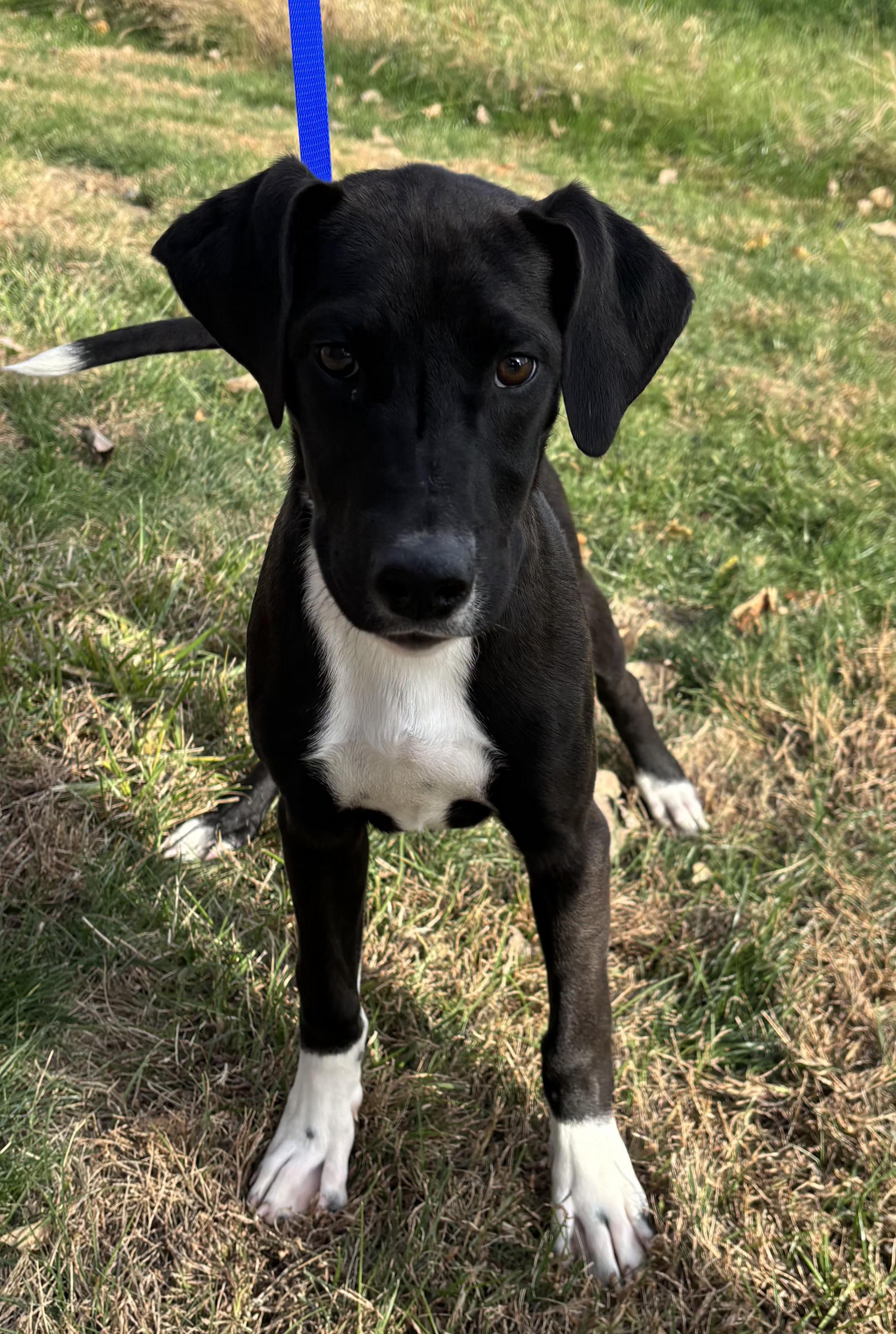 Frost, an adopted mixed breed in Pella, IA image 3/5