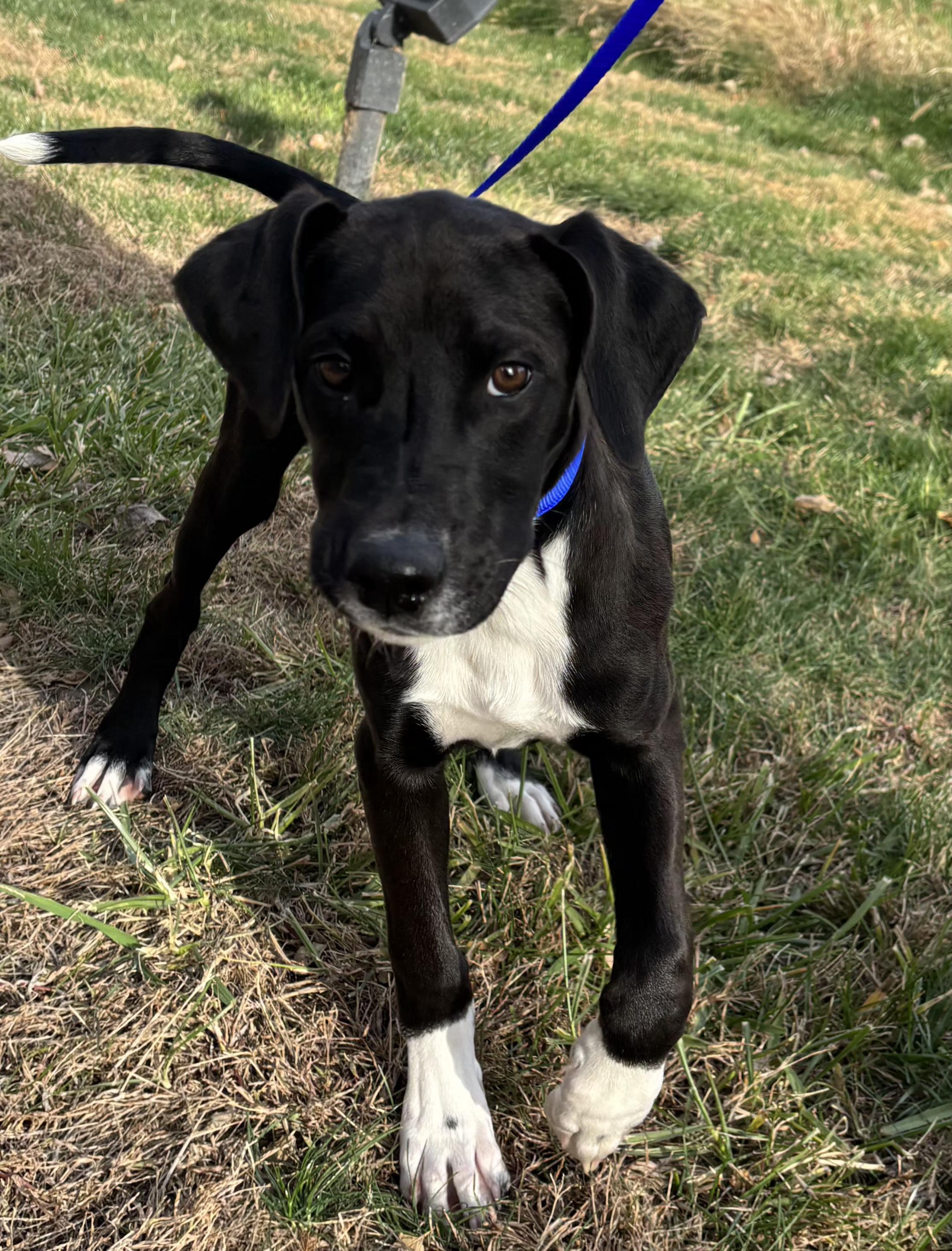 Frost, an adopted mixed breed in Pella, IA image 4/5