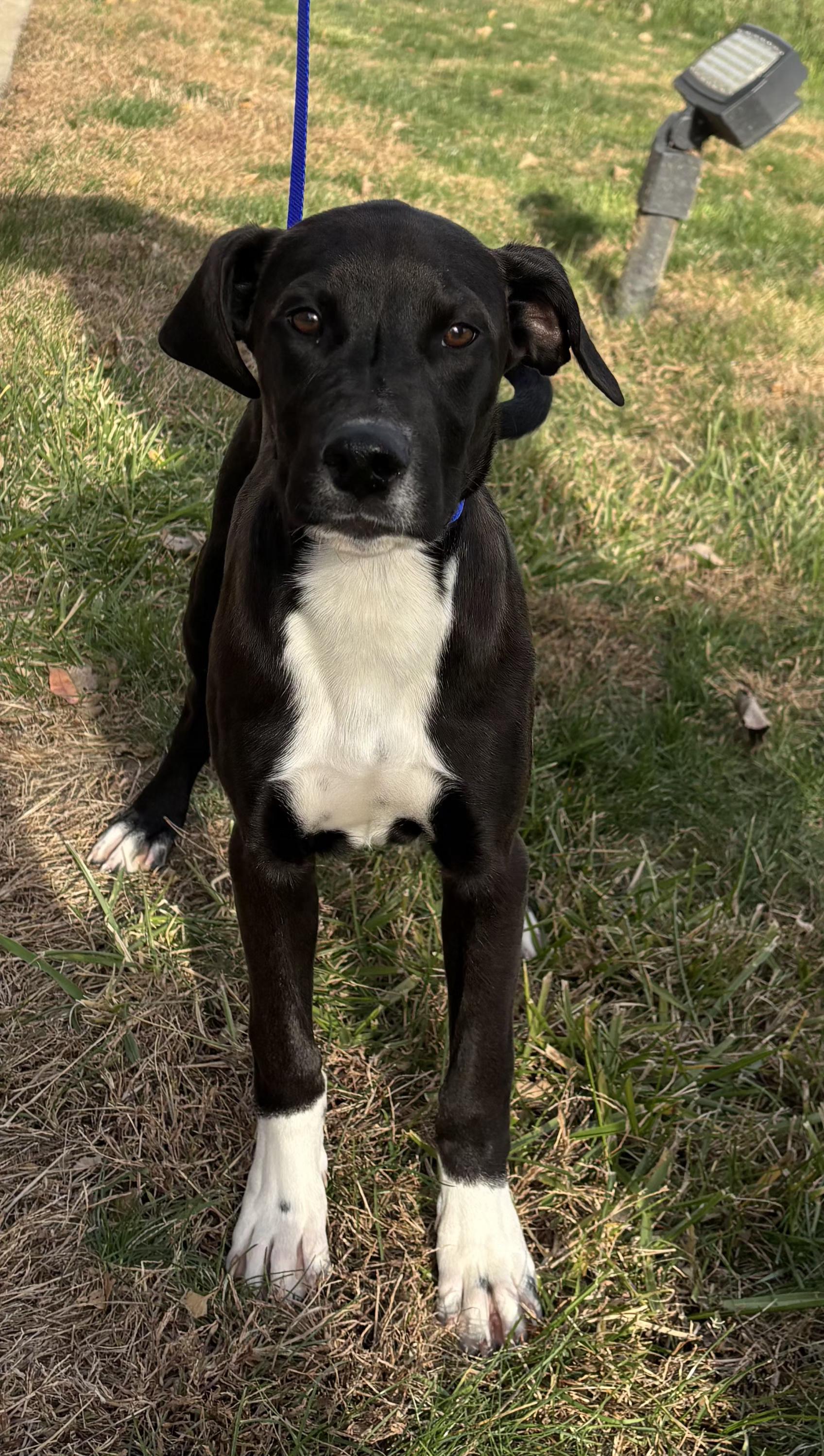 Frost, an adopted mixed breed in Pella, IA image 5/5