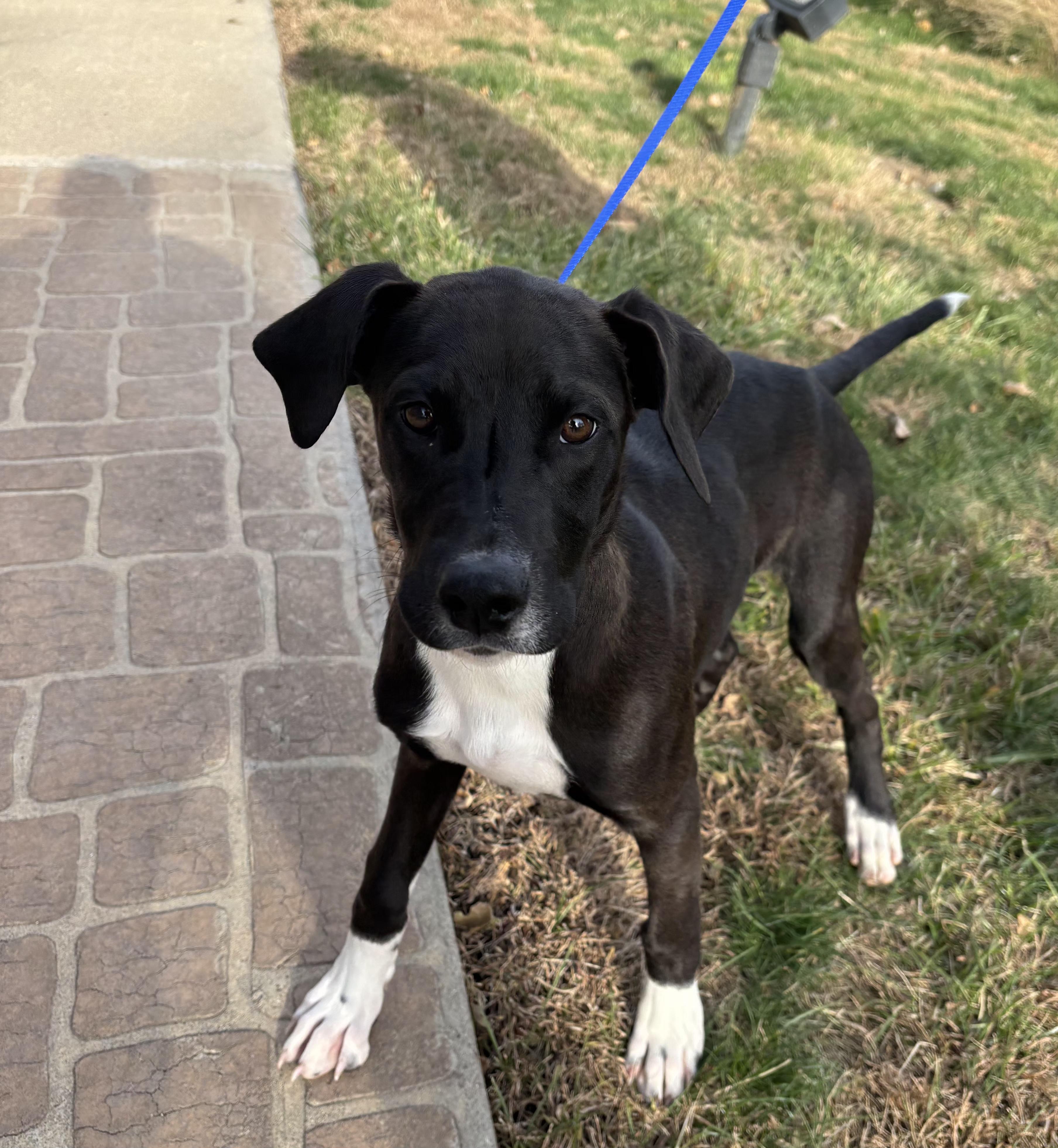 Frost, adopted, Young Male Labrador Retriever.