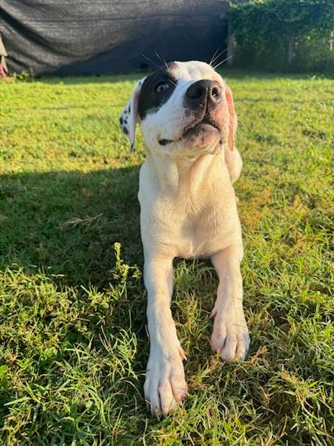 Pretty, Adoptable, Puppy Female American Staffordshire Terrier.