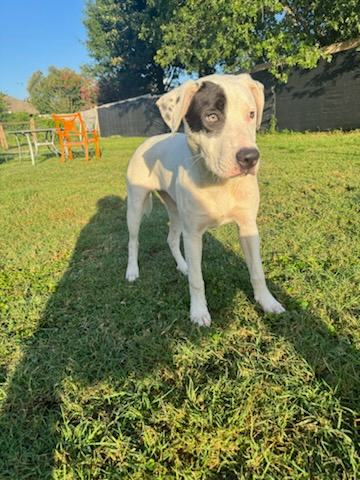 Enlarge Pretty, a Adoptable American Staffordshire Terrier in Houston, TX image 2/4
