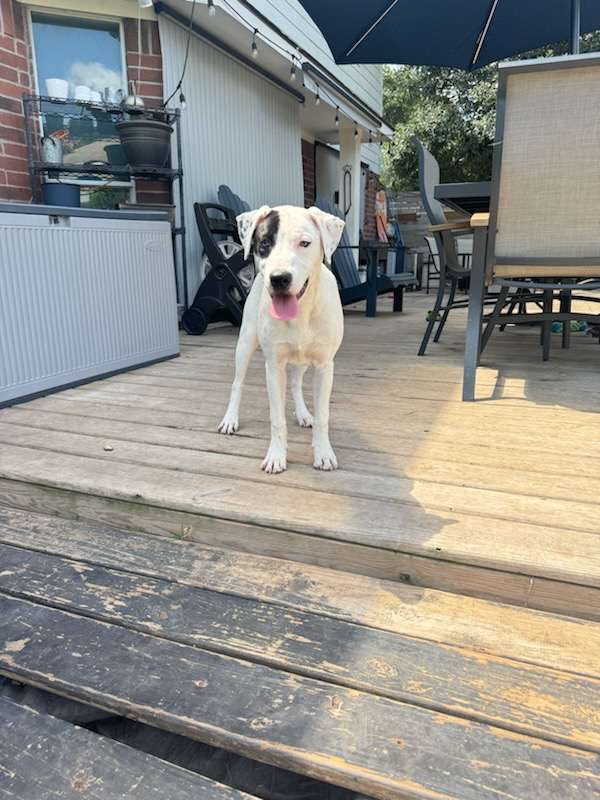 Enlarge Pretty, a Adoptable American Staffordshire Terrier in Houston, TX image 3/4