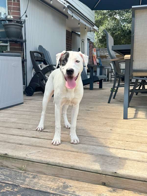Enlarge Pretty, a Adoptable American Staffordshire Terrier in Houston, TX image 4/4