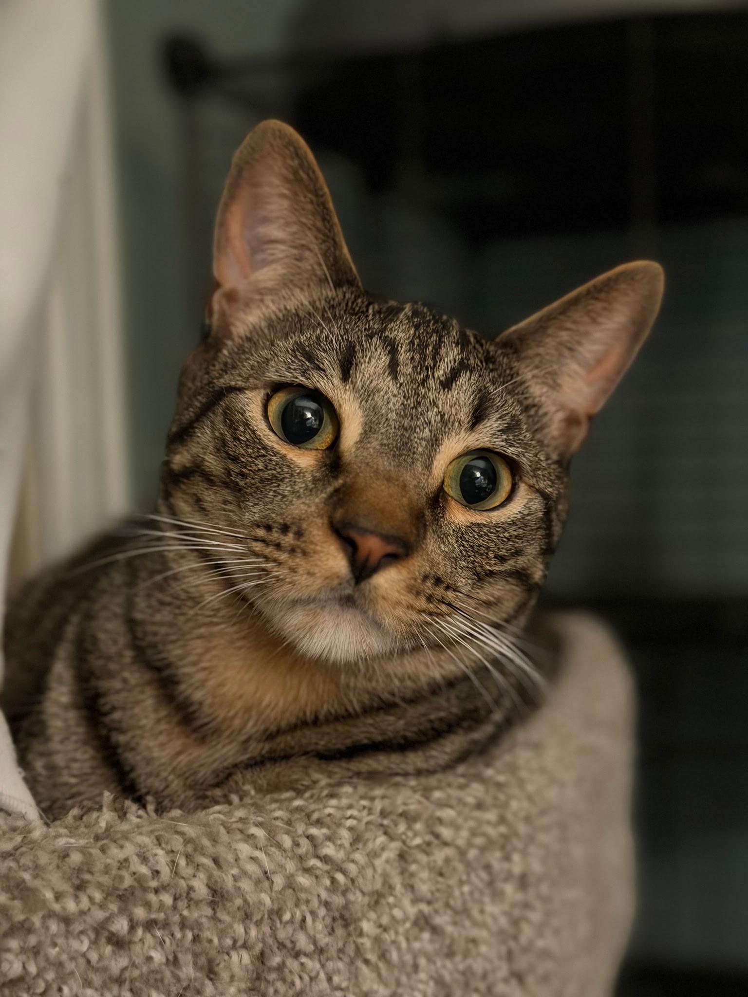 Mako, ADOPTABLE, Young Male Tabby.