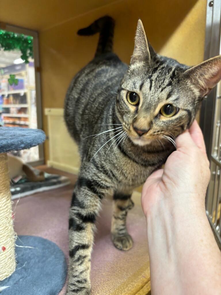 Enlarge Mako, a ADOPTABLE Tabby in San Juan Capistrano, CA image 2/2