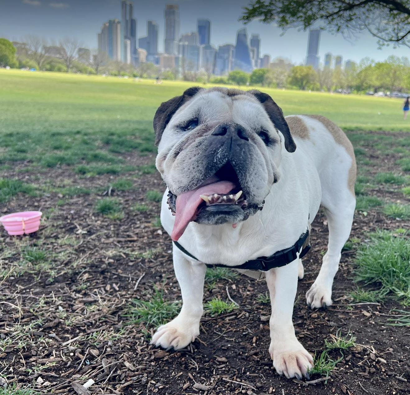 Enlarge Isabel, a Adoptable English Bulldog in Austin, TX image 3/6