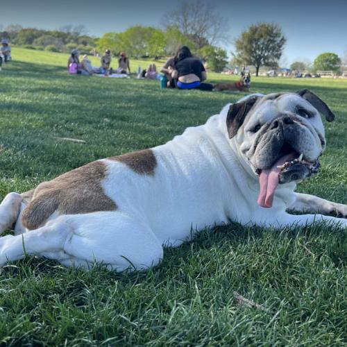 Enlarge Isabel, a Adoptable English Bulldog in Austin, TX image 4/6