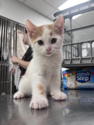 Beetle, Adoptable, Kitten Male Domestic Short Hair & Domestic Short Hair.
