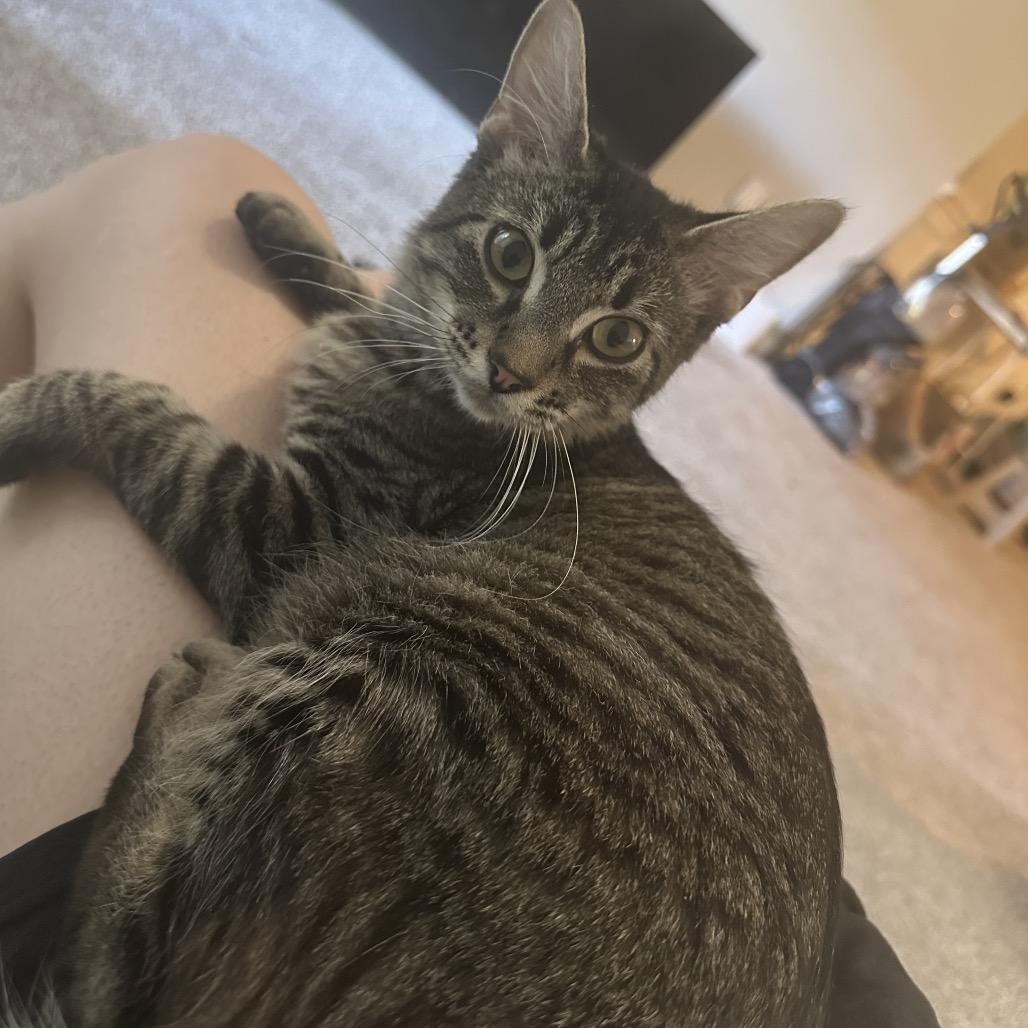 Winnie, Adoptable, Young Female Domestic Short Hair & Domestic Medium Hair.