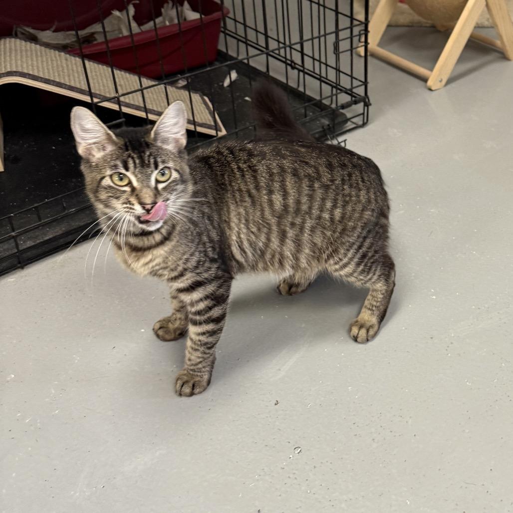 Winnie, a Adoptable mixed breed in Houston, TX image 2/4