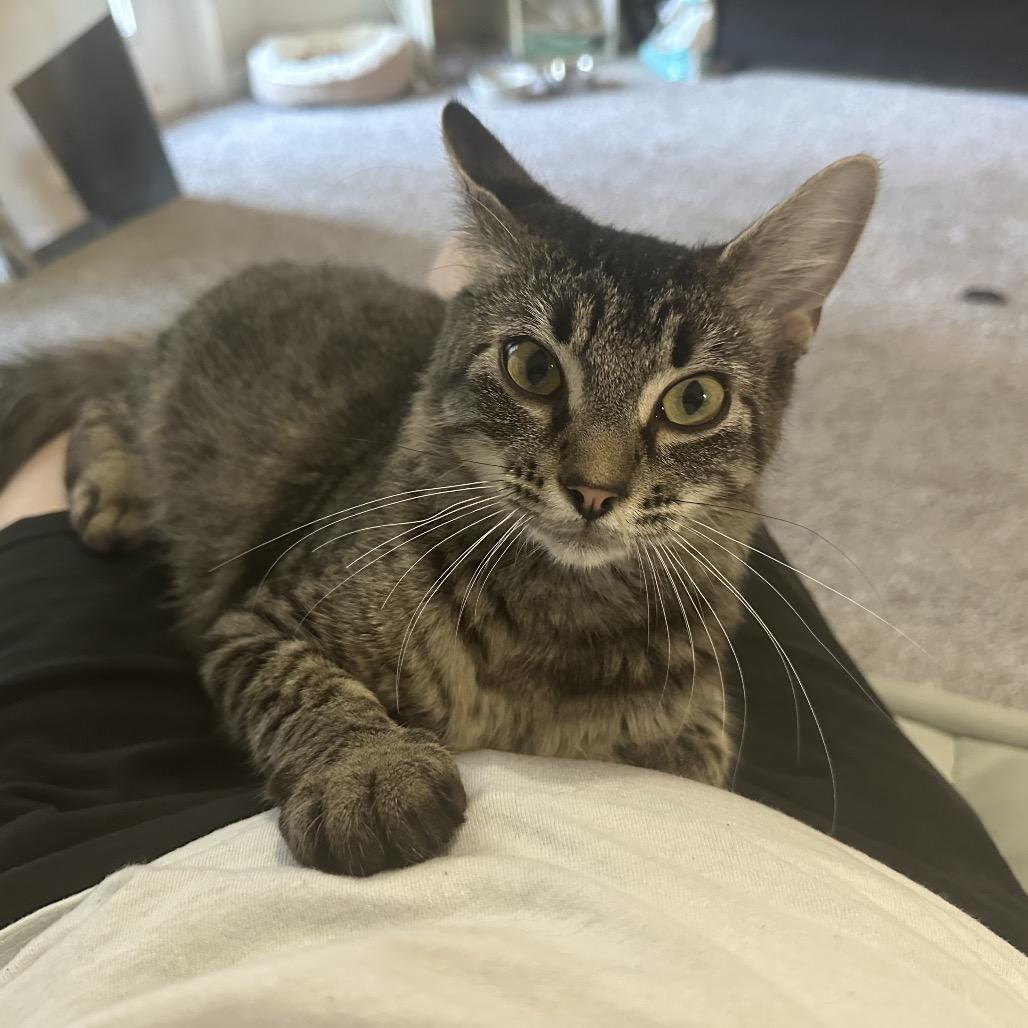 Winnie, a Adoptable mixed breed in Houston, TX image 3/4