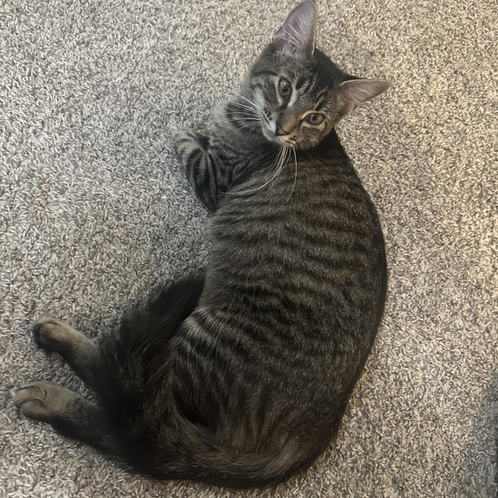 Winnie, a Adoptable mixed breed in Houston, TX image 4/4