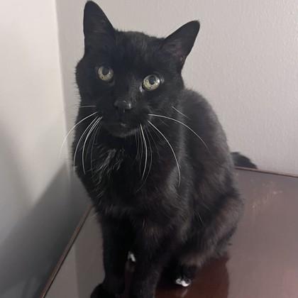 Mazy — thumbnail 2